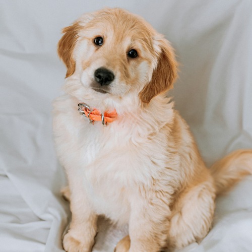 Pet Policy Image