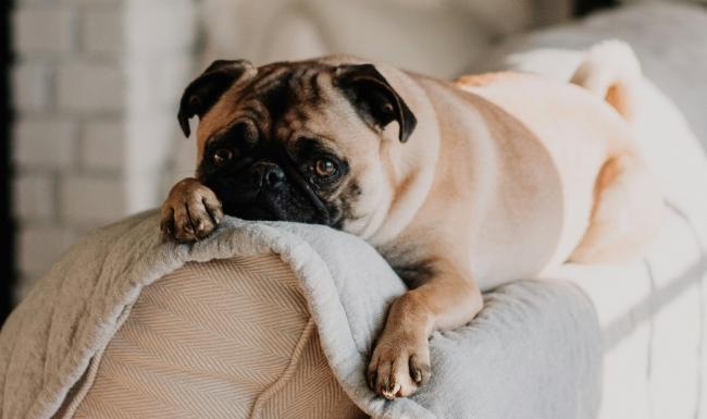 a dog lying on a couch
